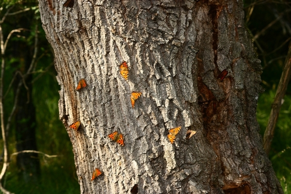 AMBIENTAZIONE FARFALLE PARCO DEL TICINO